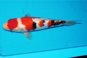 レオマミーです‼️ エクセルヒューマン掛け軸２点（猛虎と瑞祥大昇鯉） レオマミーです‼️ エクセルヒューマン掛け軸2点（猛虎と瑞祥大